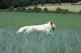 GOLDEN RETRIEVER 688